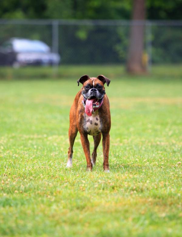 Free stock image of Boxer created by Tim Fitch