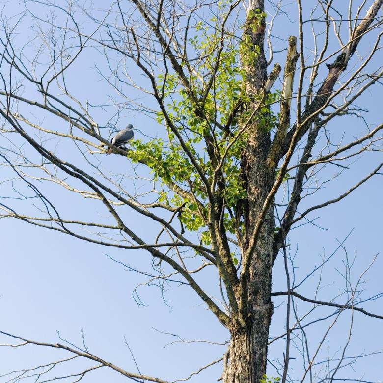 Free stock image of bird created by 2happy