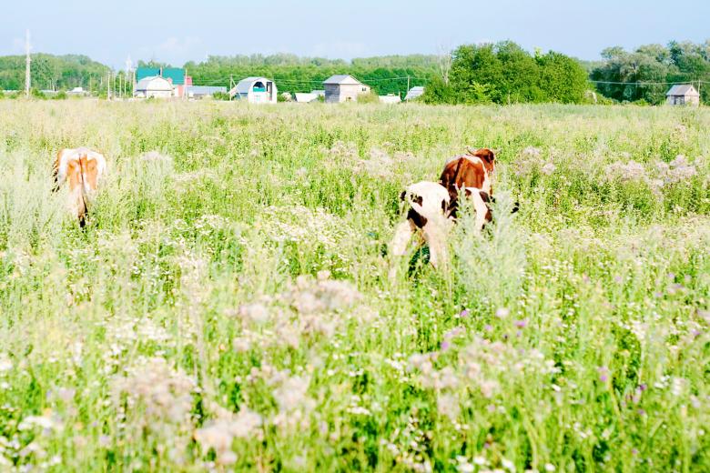 Free stock image of Cows in the field created by 2happy