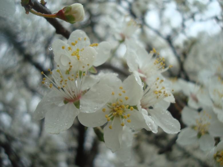 Free stock image of Wet white blossoms created by Boris Kyurkchiev