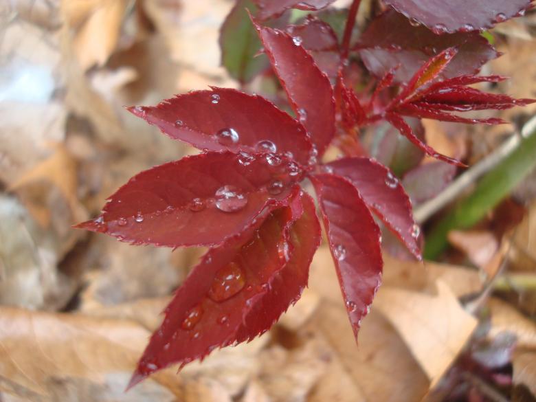 Free stock image of Rain drops on rose leafs created by Boris Kyurkchiev
