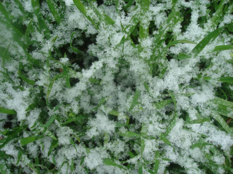 Free stock image of Snowy grass created by Boris Kyurkchiev