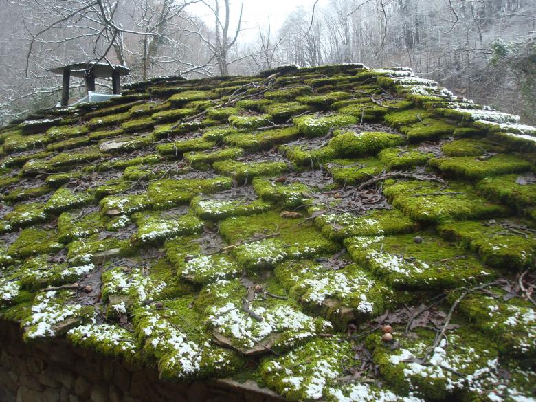 Free stock image of Moss covered rooftop created by Boris Kyurkchiev