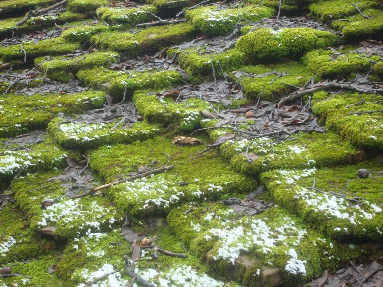 Free stock image of Moss covered rooftop created by Boris Kyurkchiev