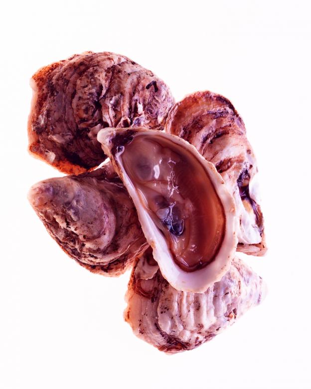Free stock image of Oysters created by Geoffrey Whiteway