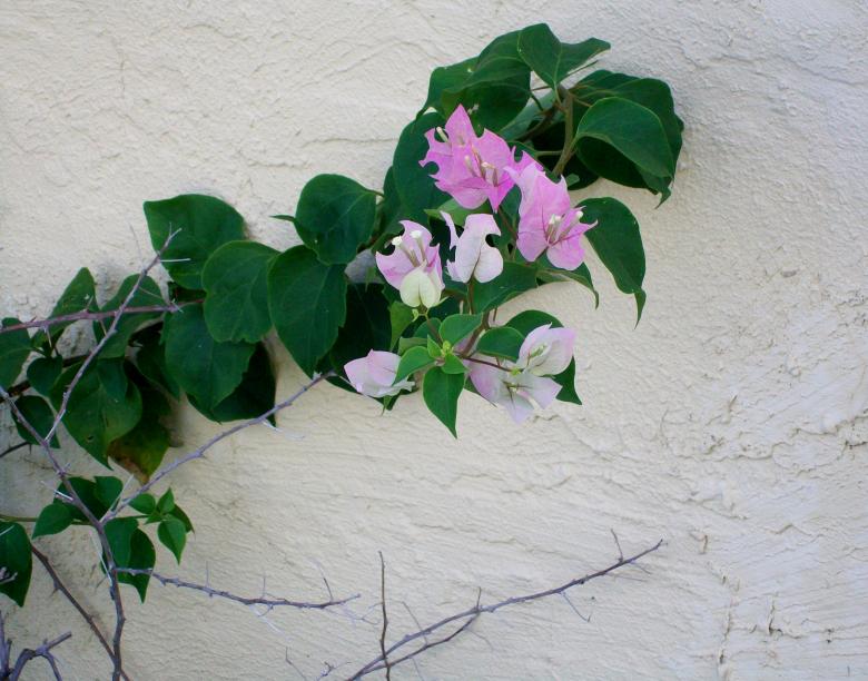Free stock image of Lavender Bougainvillea Plant created by David Witts