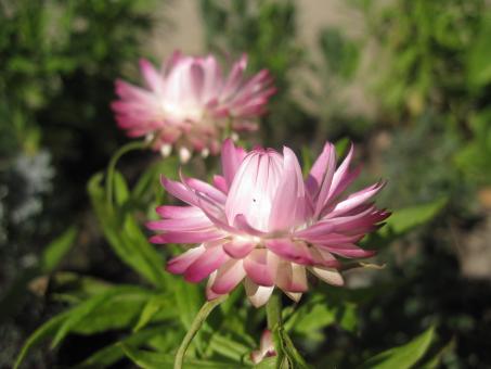 Free Stock Photo of Beautiful pink flowers