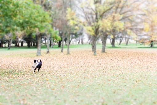 Dog in the park - Free Stock Photo