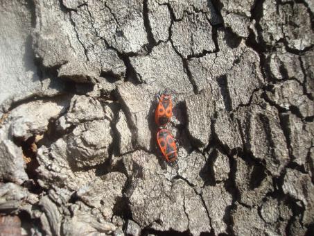 Free Stock Photo of Bugs mating on a tree