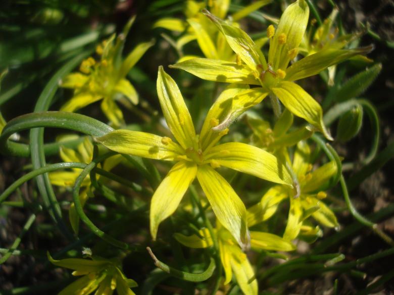 Free stock image of Yellow spring flowers created by Boris Kyurkchiev