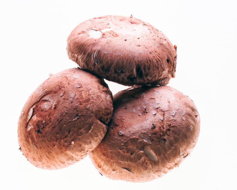 Free stock image of Mushrooms created by Geoffrey Whiteway