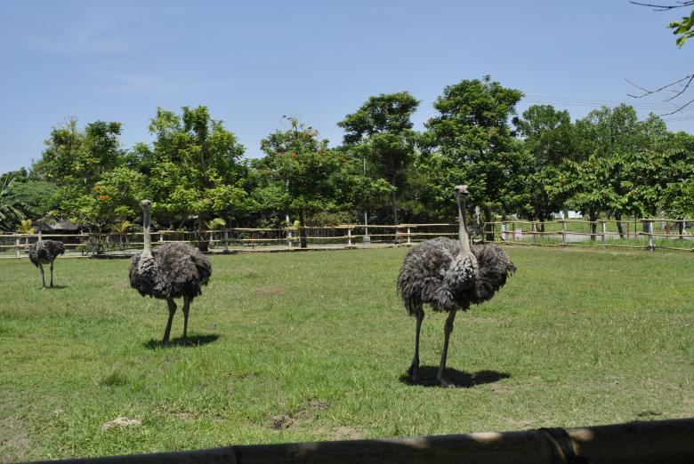 Free stock image of Ostrich on the Farm created by Gily Tenorio