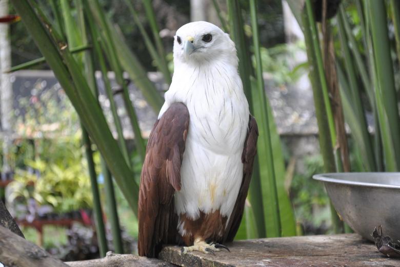 Free stock image of Hawk created by Gily Tenorio