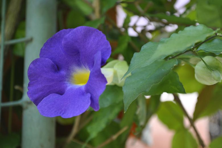 Free stock image of Violet Flower created by Gily Tenorio