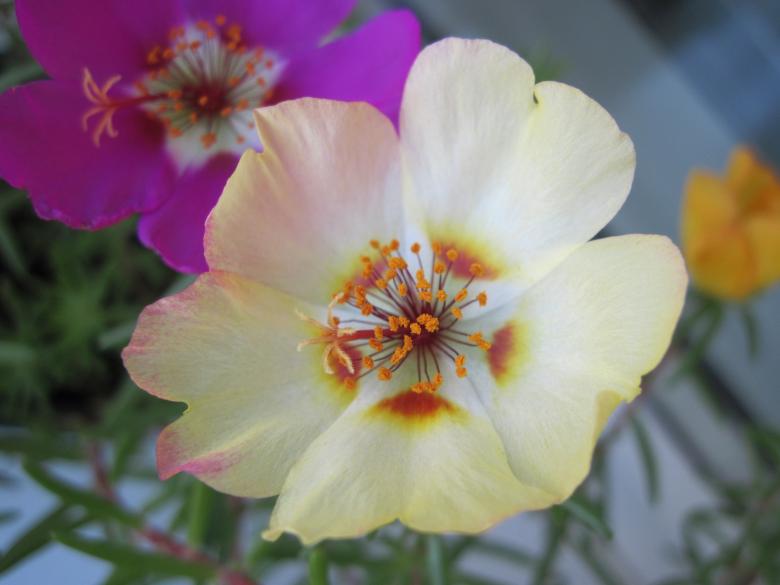 Free stock image of Flower close-up created by Boris Kyurkchiev