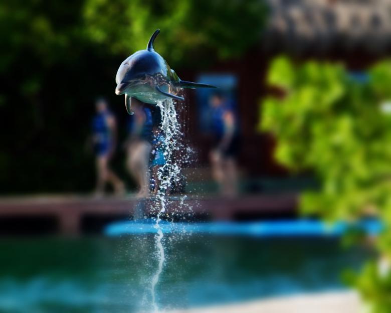 Free stock image of Dolphin created by Geoffrey Whiteway