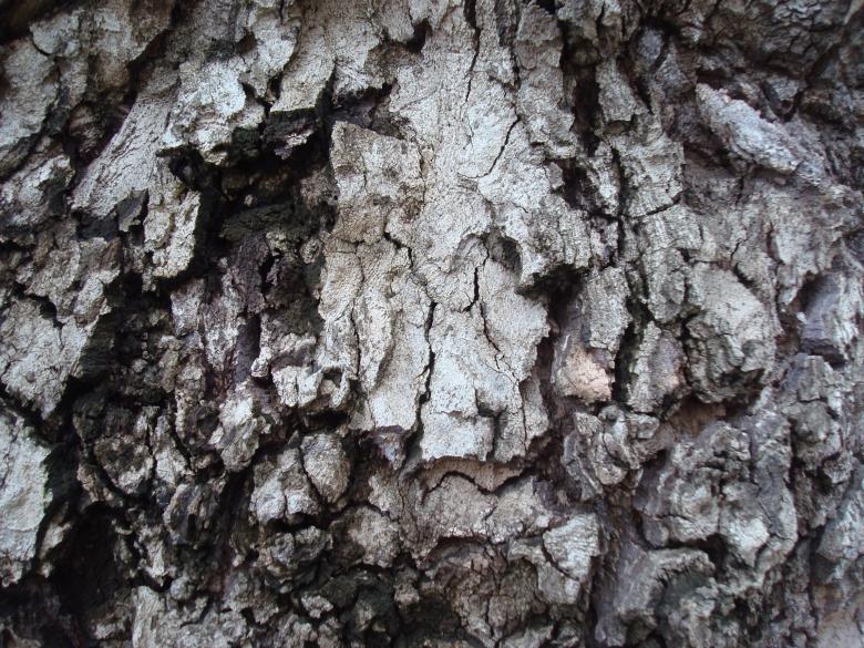 Free stock image of Grunge old bark created by Boris Kyurkchiev