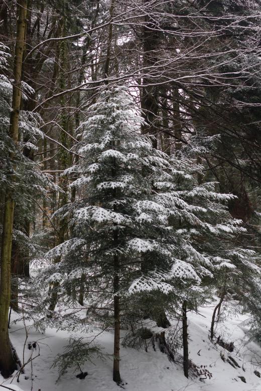 Free stock image of Trees under the snow created by Alen