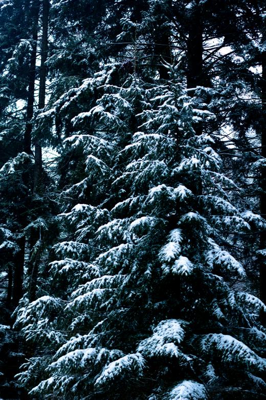 Free stock image of Trees under the snow created by Alen
