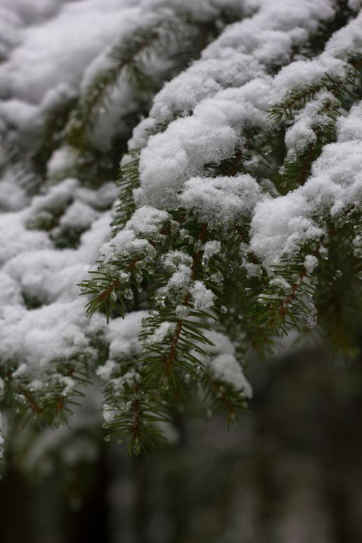 Free stock image of Trees under the snow created by Alen