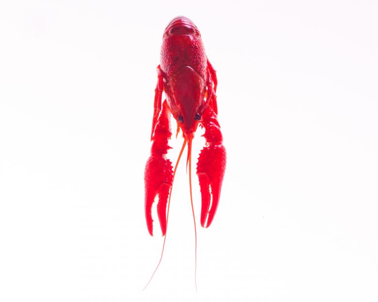 Free stock image of Crayfish created by Geoffrey Whiteway