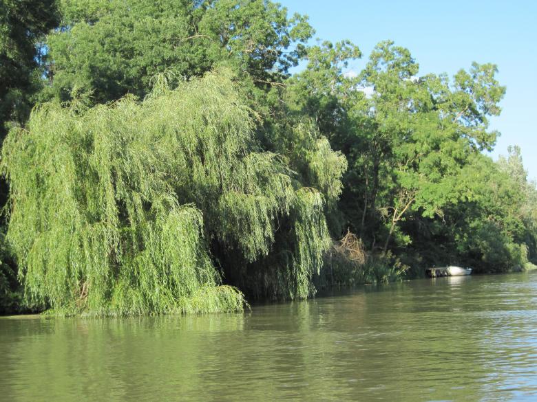 Free stock image of Still river created by Boris Kyurkchiev