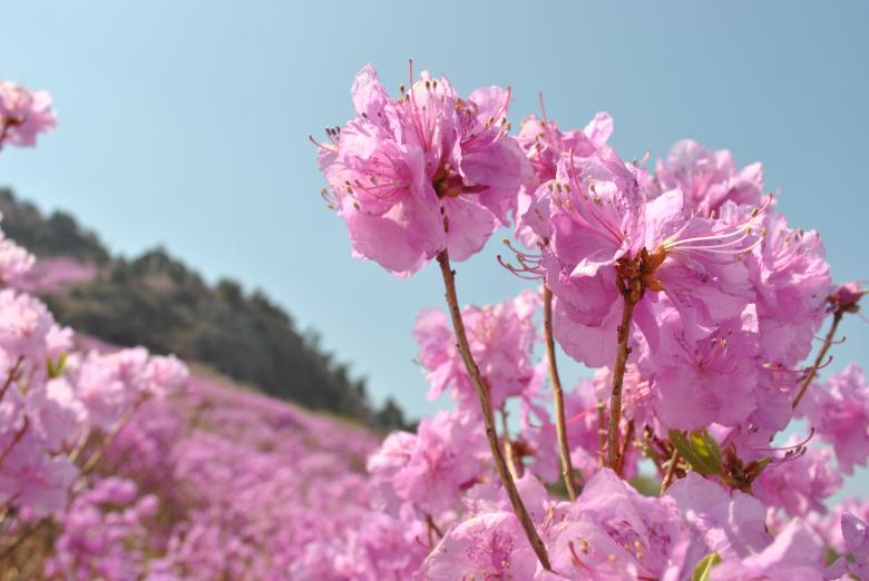 Free stock image of Azalea Flower created by Gily Tenorio