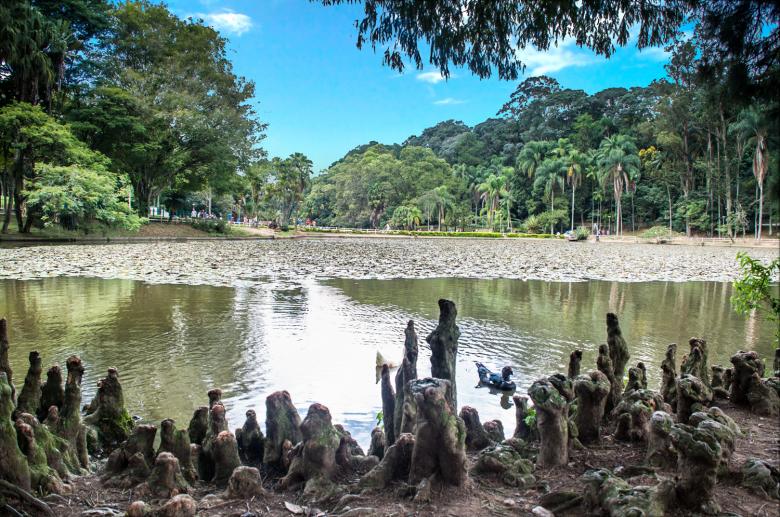 Free stock image of Horto Florestal created by Fabio Ramos Arantes