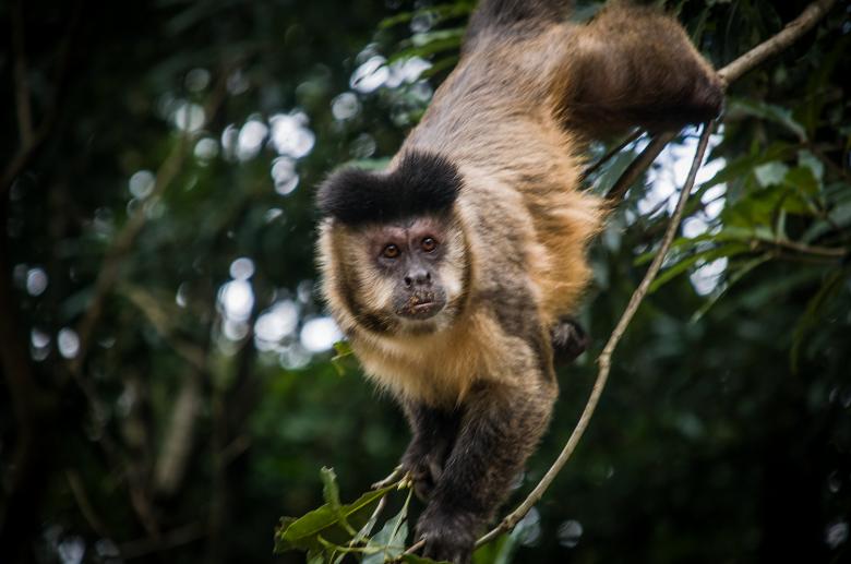 Free stock image of Mico created by Fabio Ramos Arantes