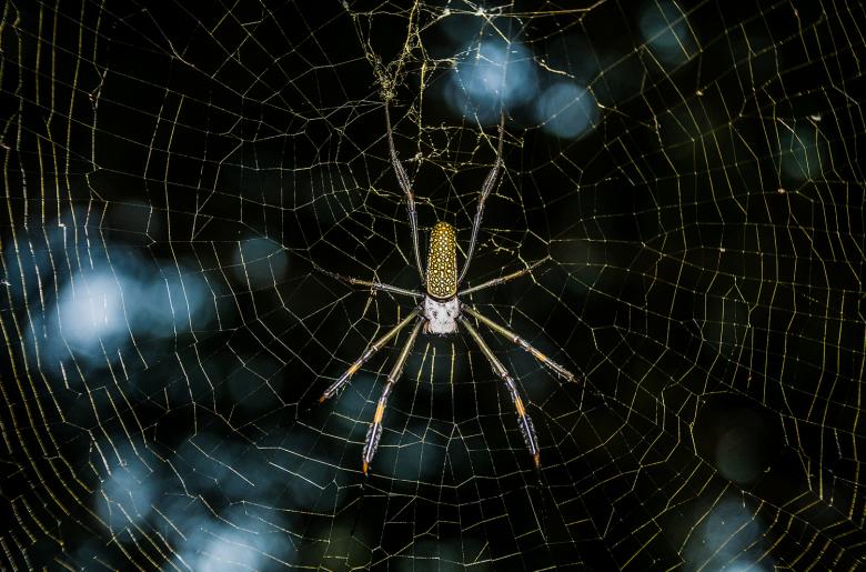 Free stock image of Spider created by Fabio Ramos Arantes