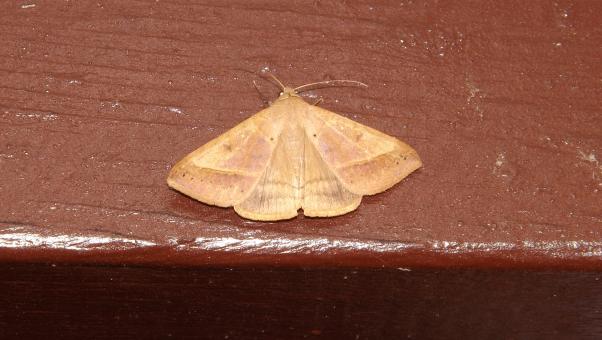 Gold Colored Moth - Free Stock Photo