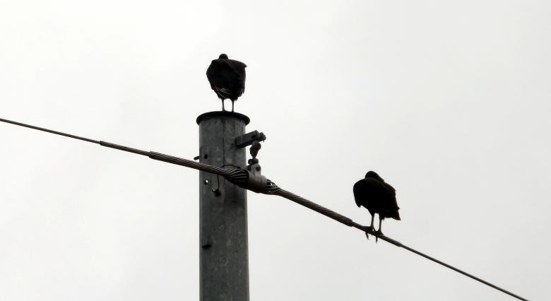 Free stock image of Two Vultures On A Cloudy Day created by David Witts
