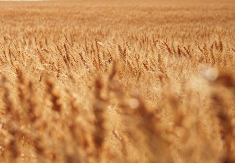 Free stock image of Wheat created by Free Texture Friday