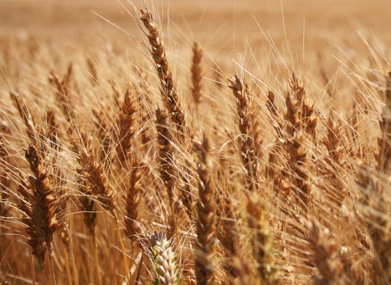 Free stock image of Wheat created by Free Texture Friday