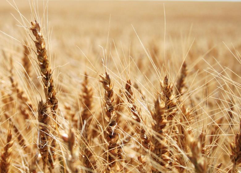 Free stock image of Wheat created by Free Texture Friday