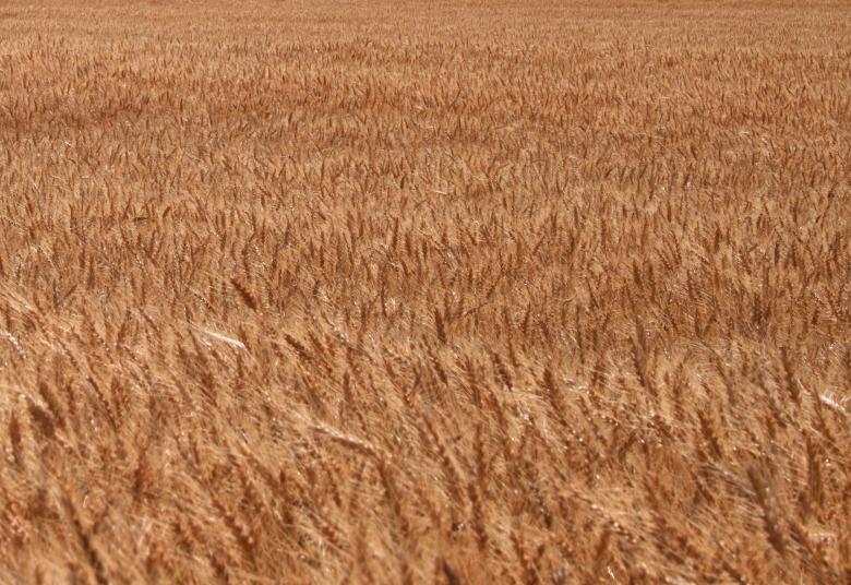 Free stock image of Wheat created by Free Texture Friday