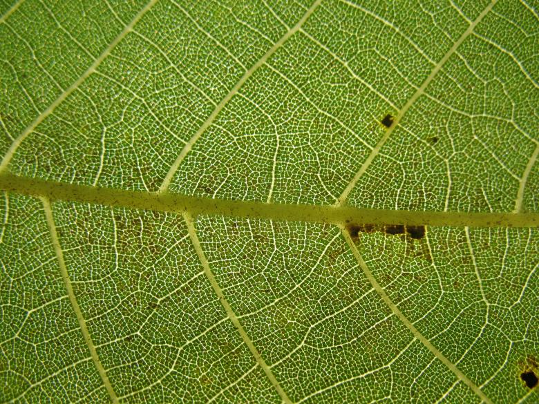 Free stock image of Leaf Texture created by Free Texture Friday