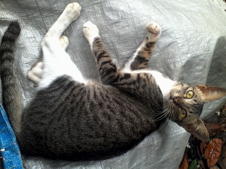 Free stock image of My pet cat created by hadri