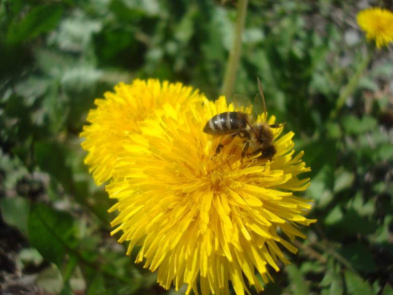 Free stock image of A bee on a yellow dandelion flower created by Boris Kyurkchiev