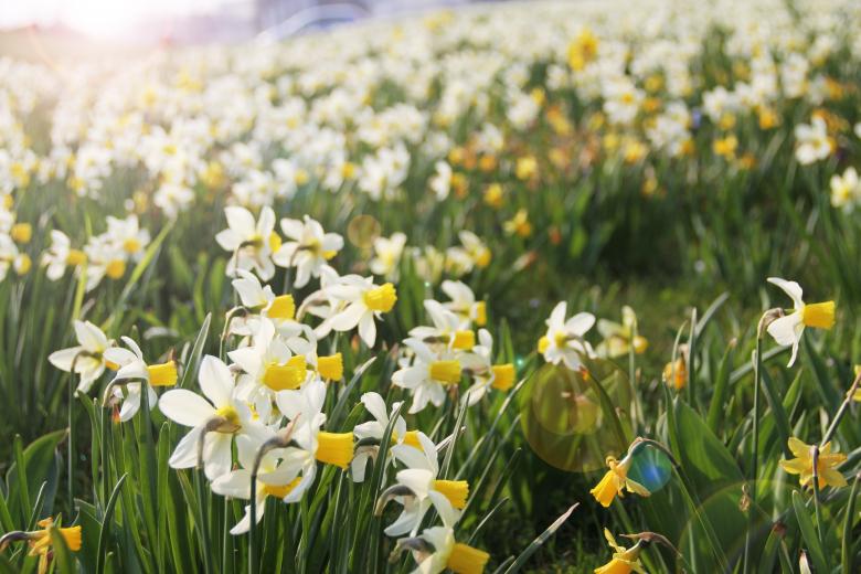 Free stock image of daffodils created by Cofaru Alexandru
