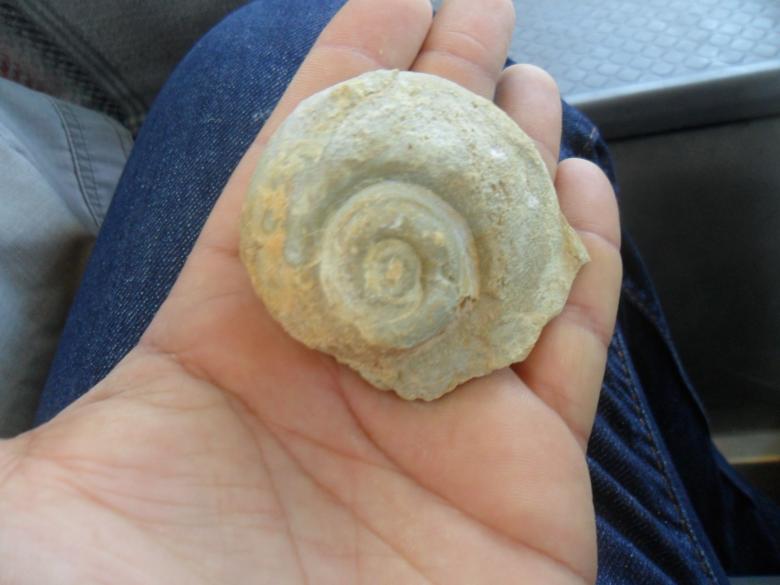 Free stock image of Stone Shell created by Ghomrasseni