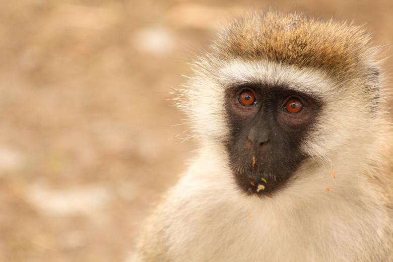 Free stock image of Monkey created by Matias Moretti