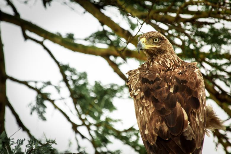 Free stock image of Eagle created by Matias Moretti