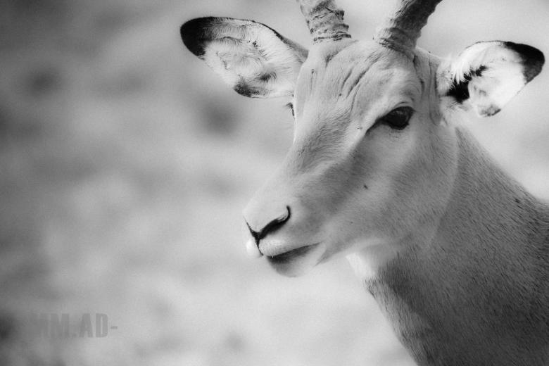Free stock image of Impala created by Matias Moretti
