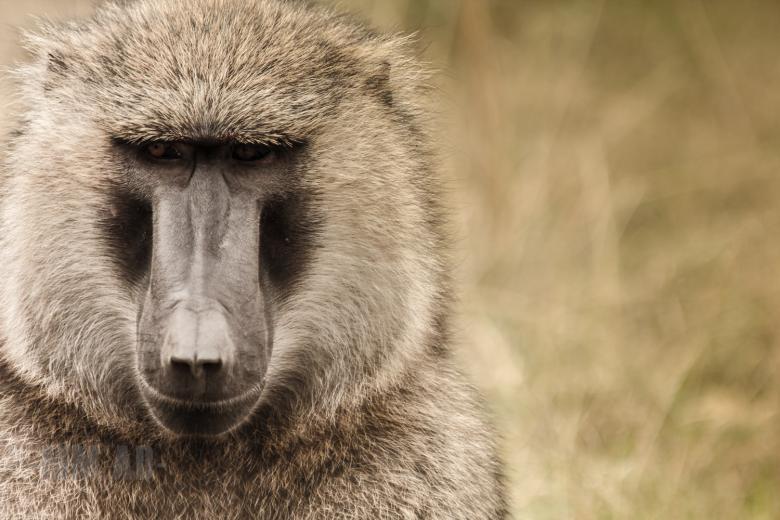 Free stock image of Baboon created by Matias Moretti