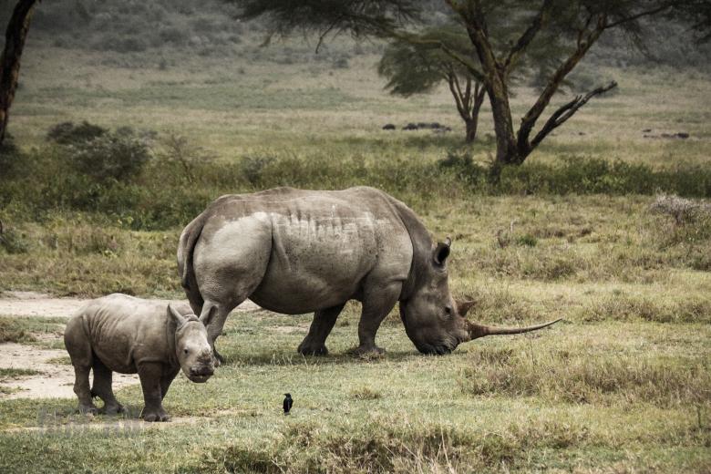 Free stock image of Rhino created by Matias Moretti