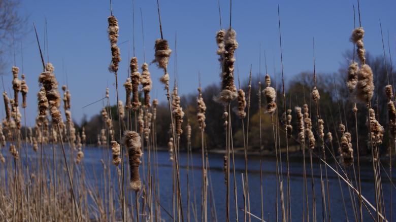 Free stock image of Wild Plants created by Wasim Baobaid