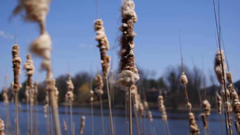 Free stock image of Wild Plants created by Wasim Baobaid