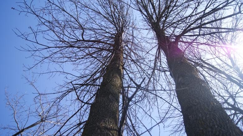 Free stock image of Dry Tree created by Wasim Baobaid