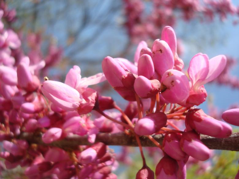 Free stock image of Pink blossoms created by Boris Kyurkchiev